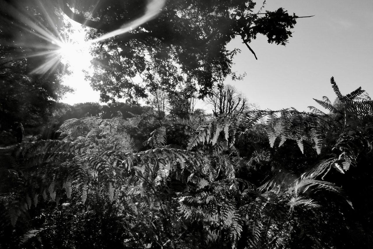 Bracken. Backlit ferns.
