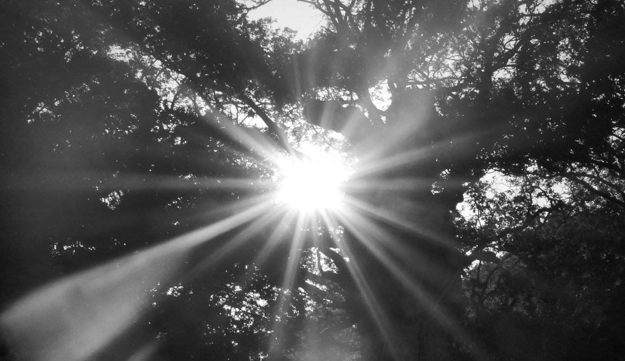 Burst. Sunstar through the canopy.
