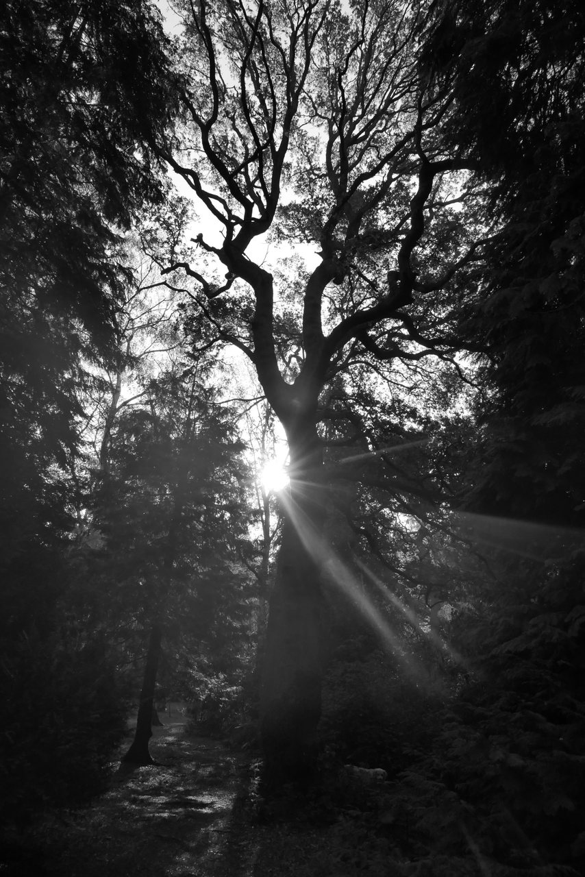 Cathedral. Sun breaking through the branches.