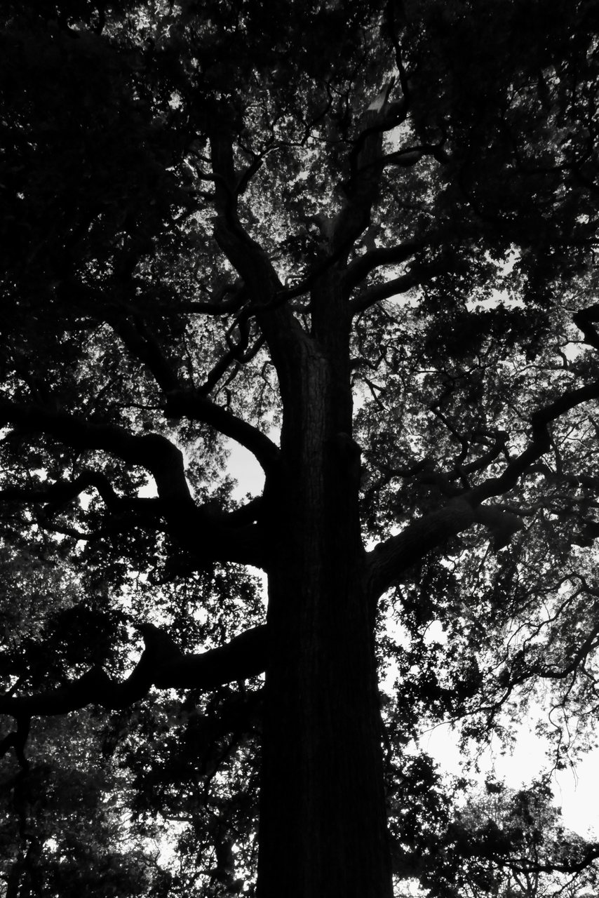 Crown. An old tree in silhouette.