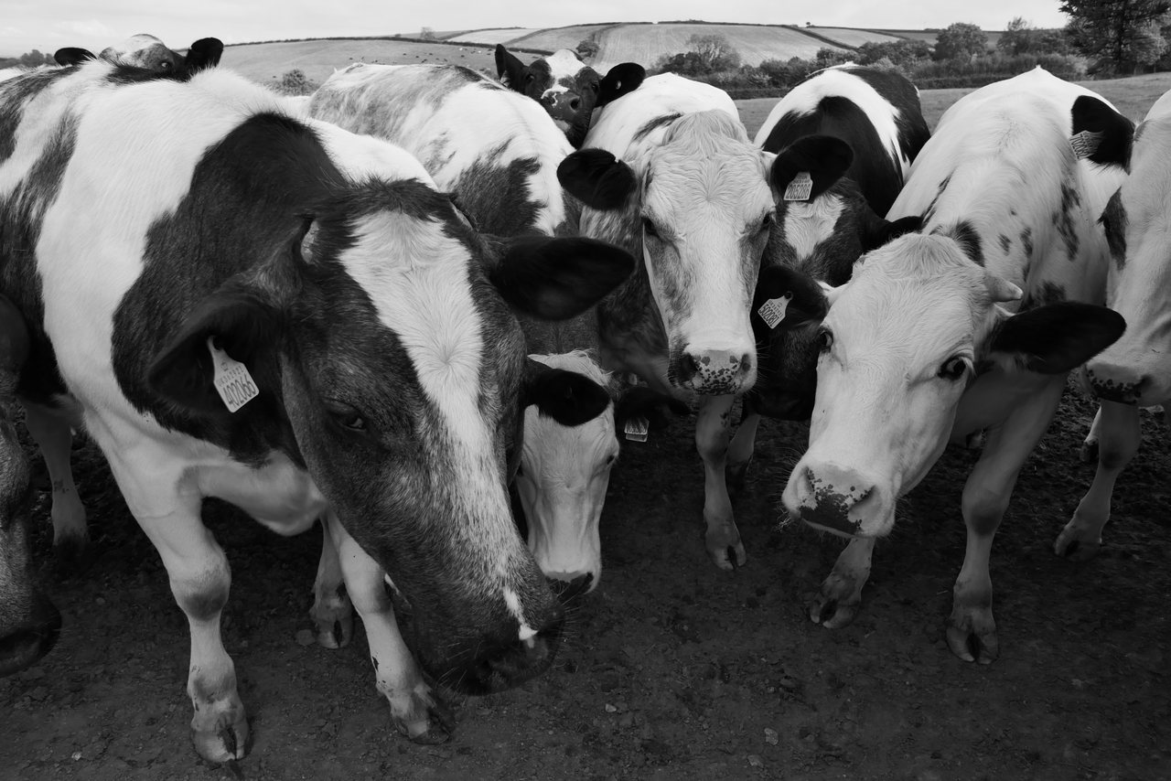 Curious. A herd of cows comes to see who's there.