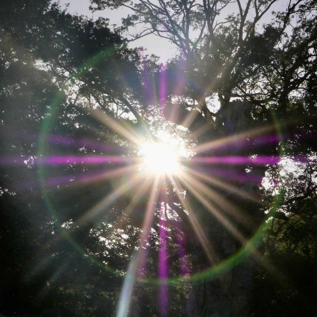 Flare. The sun through the branches, flaring in the lens.