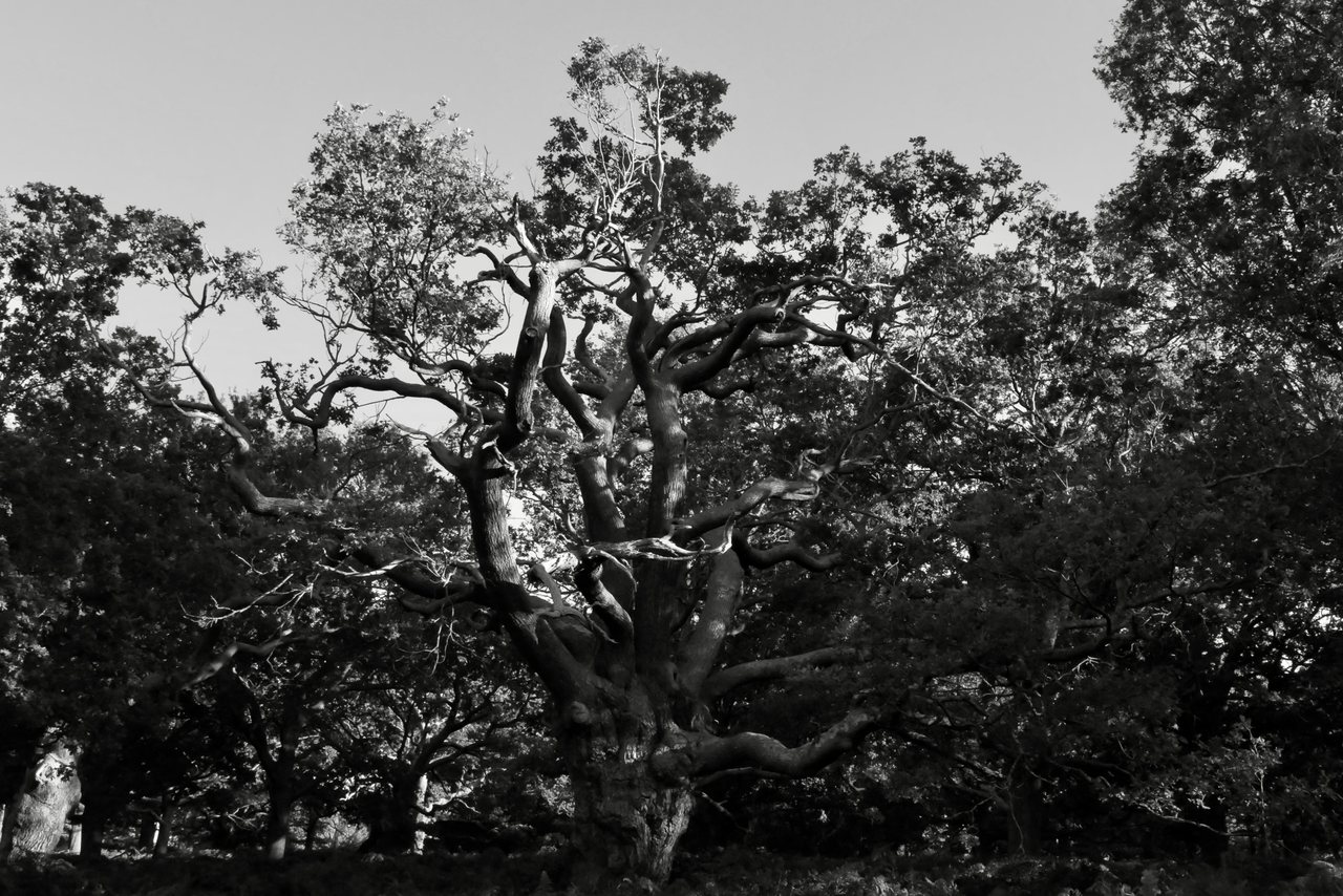 Old Oak. Twisted limbs in low evening light.