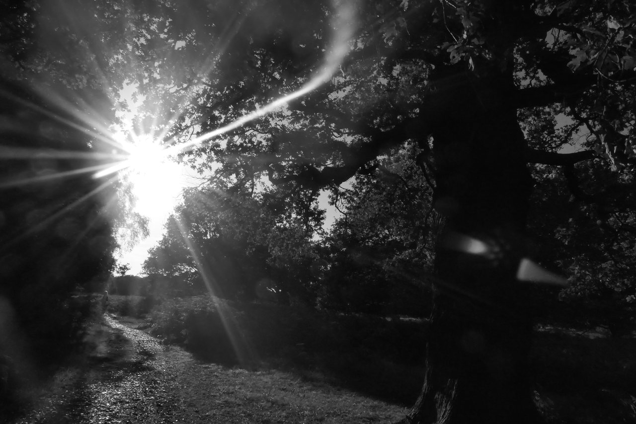 Path. The sun breaking through over a path under the trees.