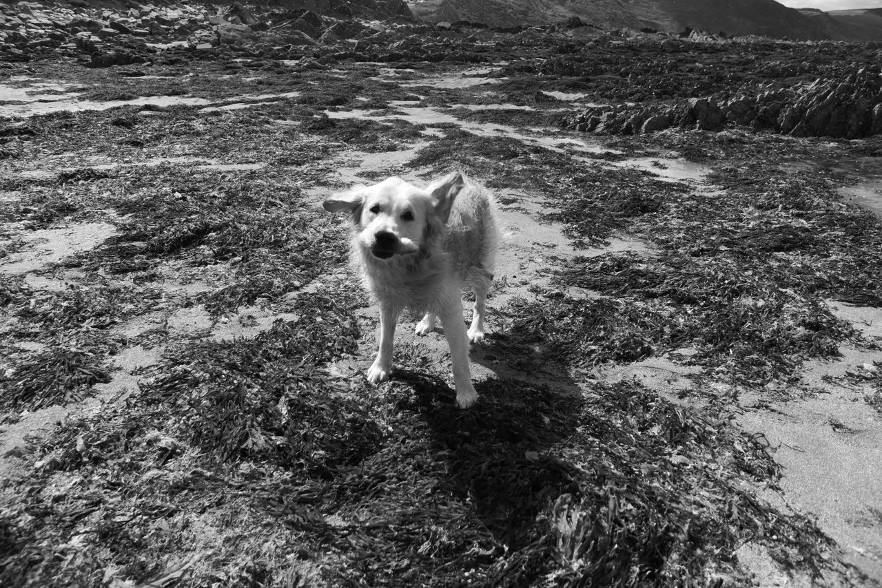Seaweed. The dog running across the weed at the water's edge.