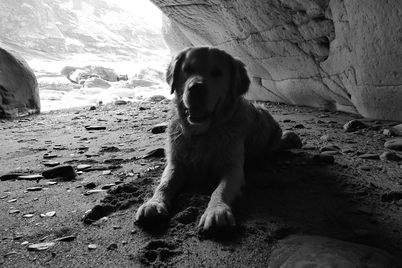 Shelter. The dog resting in the shade of a cave.