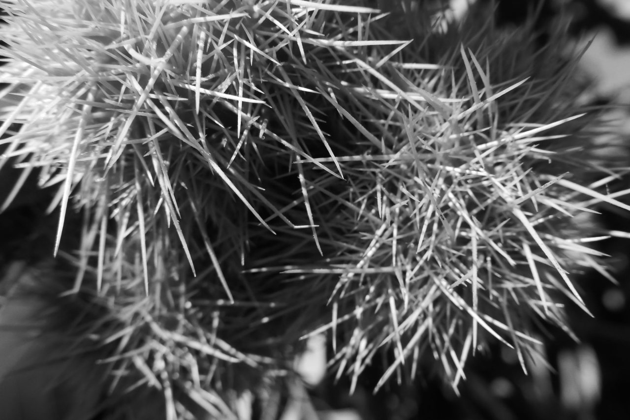 Spines I. Chestnut case, very close.
