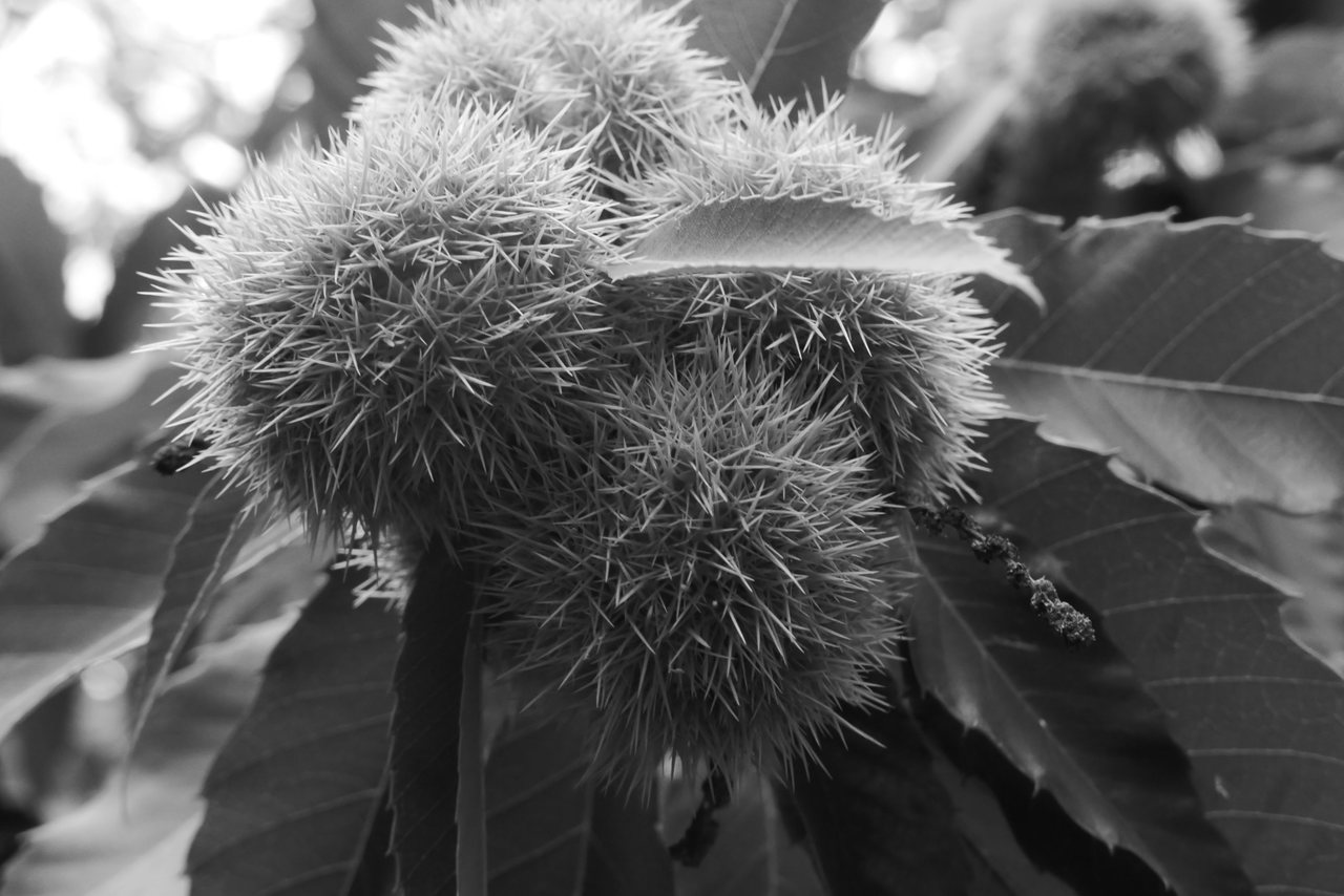 Spines II. Chestnut cases among the leaves.