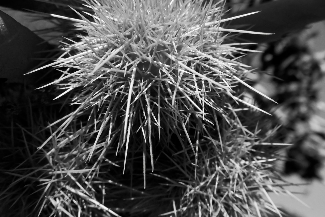 Spines IV. A chestnut case among the leaves.