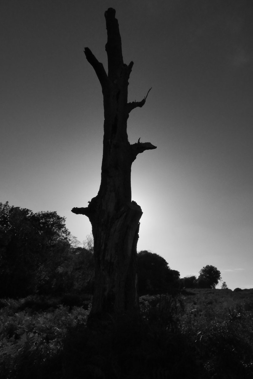Standing Dead. A dead trunk against the sun.