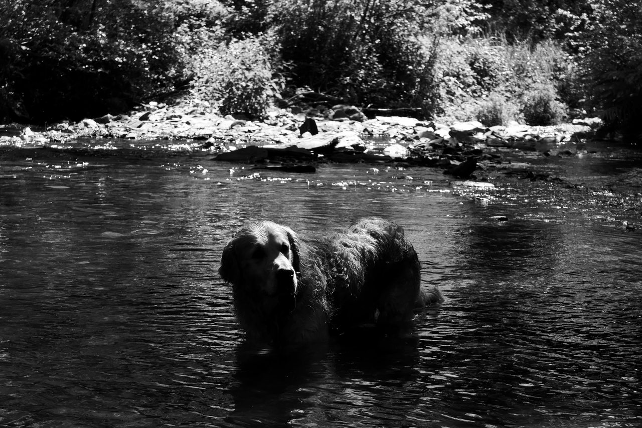 Wading. The dog standing in the river.