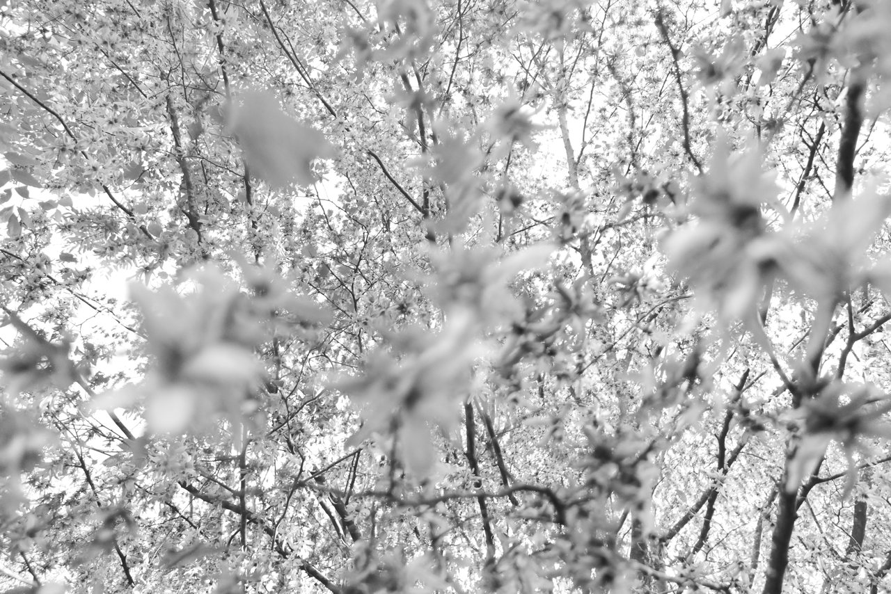 White Leaves. Leaves lit almost white against the sky.